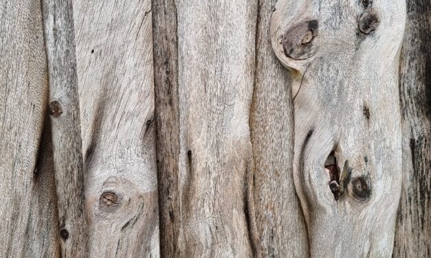 Februar: Lær kvensk med Ruijan Kaiku