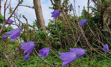 Gikk vi lei av vinteren? • Kyllääntynhet talvhen?