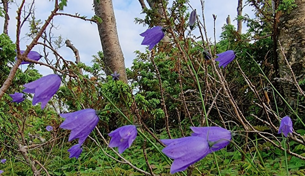 Gikk vi lei av vinteren? • Kyllääntynhet talvhen?