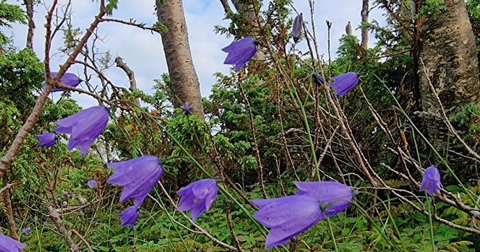 Gikk vi lei av vinteren? • Kyllääntynhet talvhen?