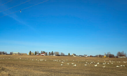 Slektstreff eller mellomlanding i Tornedalen?