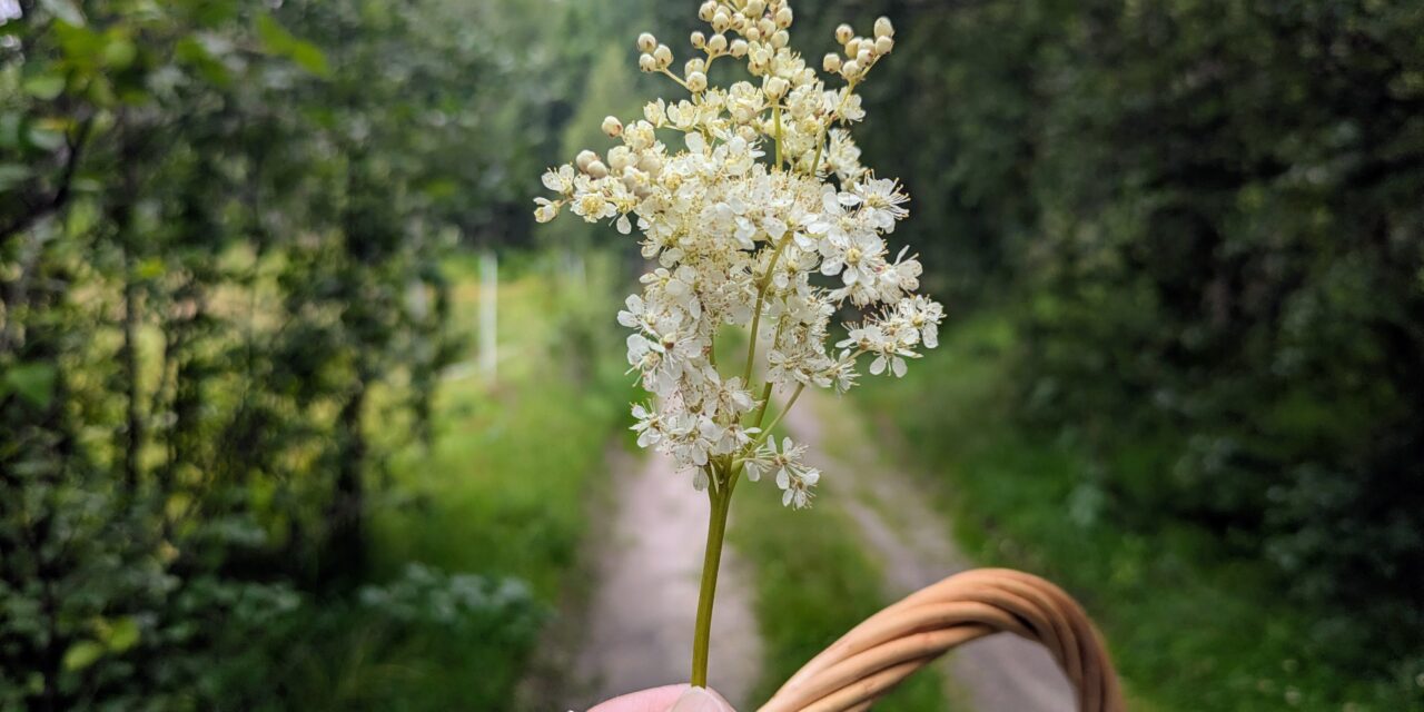 Smaken av sommer – hva høster du?