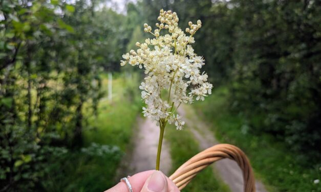 Smaken av sommer – hva høster du?