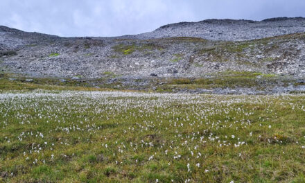 August • Aukustikuu: Lær mer kvensk med Ruijan Kaiku