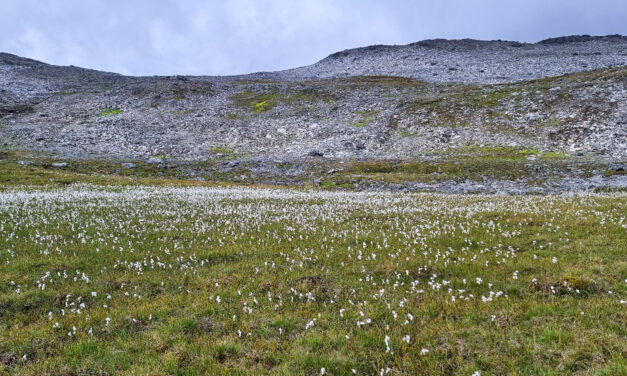 August • Aukustikuu: Lær mer kvensk med Ruijan Kaiku